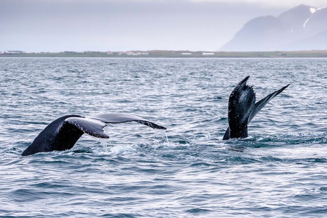 Speedboat Whale Watching Small-Group Tour in Reykjavik - Wildlife Options: What You Can Actually Hope to See