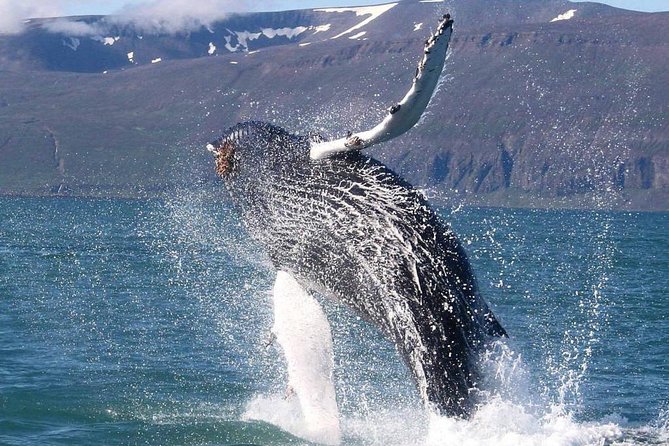Speedboat Whale Watching Small-Group Tour in Reykjavik - Price and Value: What Your $164 Really Buys
