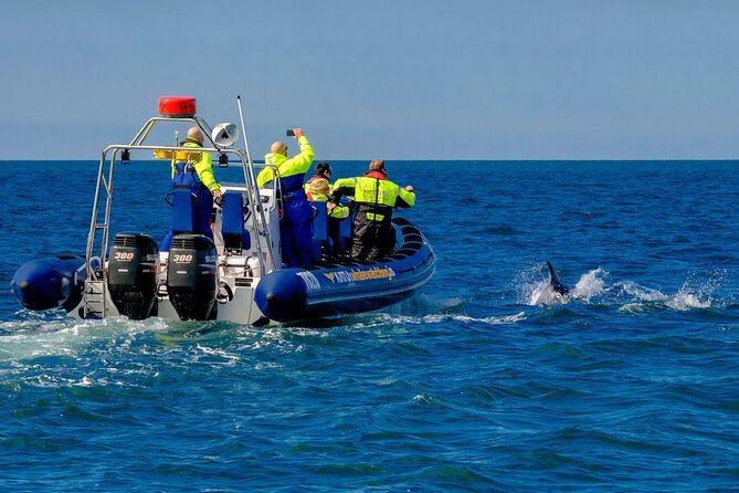 Speedboat Whale Watching Small-Group Tour in Reykjavik - Logistics That Matter: Timing, Meeting Point, and How to Not Miss the Boat