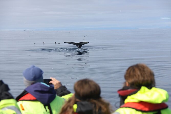 Speedboat Whale Watching Small-Group Tour in Reykjavik - Who Should Book This Speedboat Tour (and Who Might Skip It)