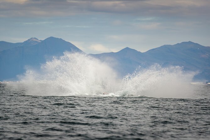 Speedboat Whale Watching Small-Group Tour in Reykjavik - Sun Voyager and Harpa: Two Stops That Make the Morning Feel Like Iceland