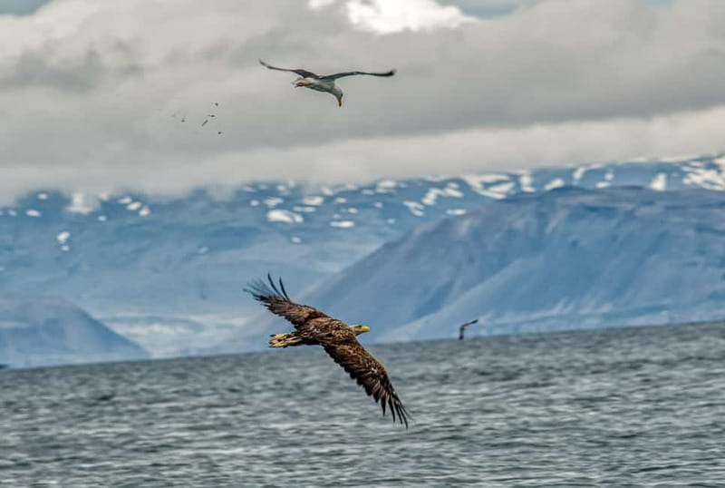 Stykkishólmur: Puffin and Wildlife Boat Tour - Key things I’d watch for on this boat tour