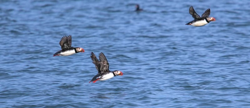 Stykkishólmur: Puffin and Wildlife Boat Tour - Puffins on nesting islands: what up-close really means