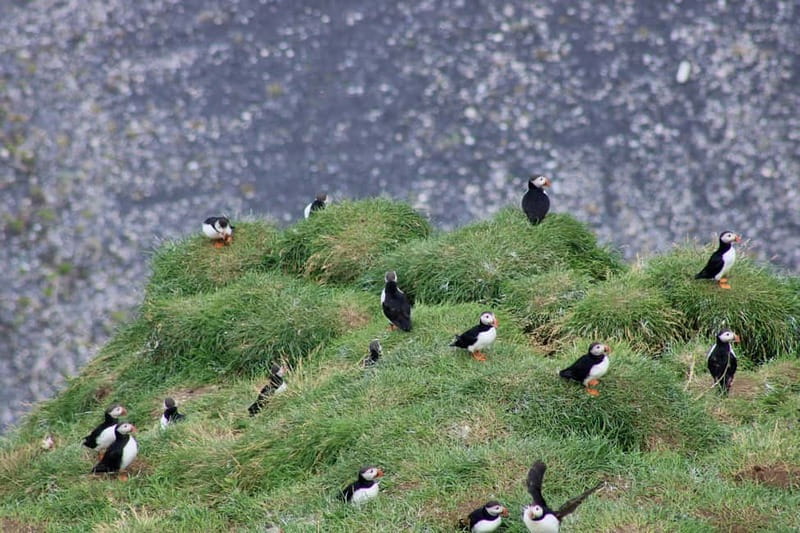 Stykkishólmur: Puffin and Wildlife Boat Tour - Other wildlife chances: seals, seabirds, and even dolphins
