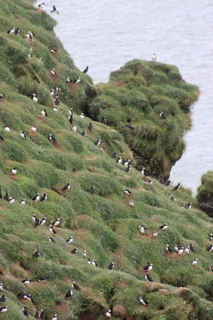 Stykkishólmur: Puffin and Wildlife Boat Tour - What’s included, what’s not, and what to bring