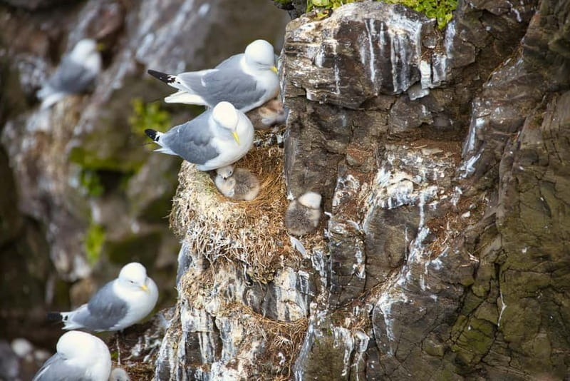 Stykkishólmur: Puffin and Wildlife Boat Tour - Price and value: is $104 per person worth it?