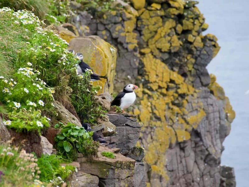 Stykkishólmur: Puffin and Wildlife Boat Tour - How to plan your day around this tour
