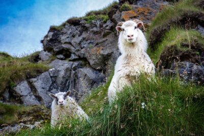 The Best of Vestmannaeyjar with Ebbi