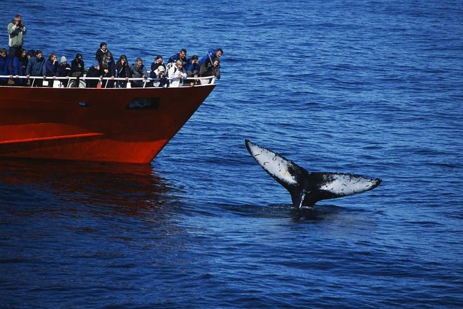 The Original Classic Whale Watching from Reykjavik - Key things to know before you go