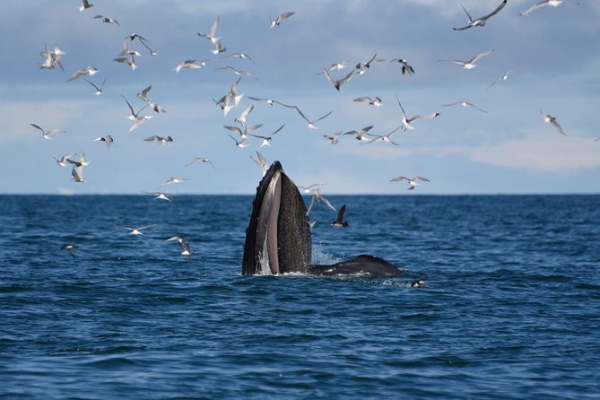 The Original Classic Whale Watching from Reykjavik - Whale Watching in Faxaflói Bay: the real value behind the $105 ticket