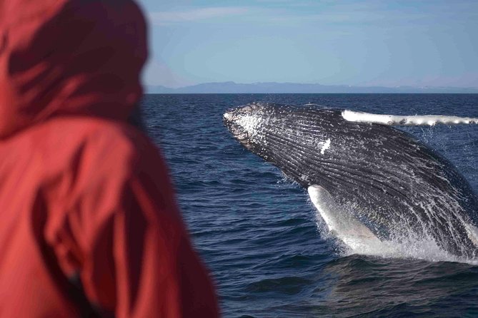 The Original Classic Whale Watching from Reykjavik - Getting on the boat: what you should expect once you’re moving