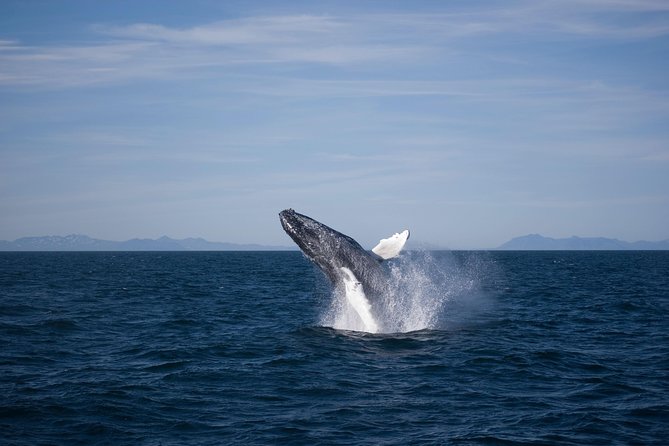 The Original Classic Whale Watching from Reykjavik - Dress code that actually works: overalls, wind, and deck comfort