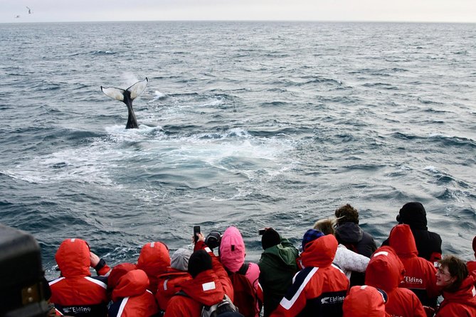 The Original Classic Whale Watching from Reykjavik - Your search in Faxaflói Bay: humpbacks, minke whales, and dolphins