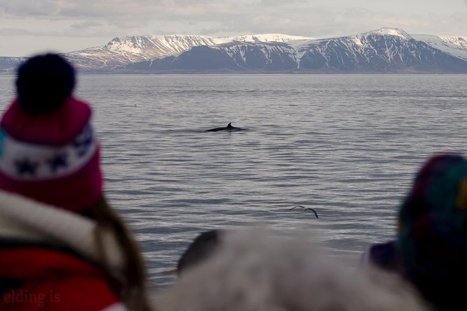 The Original Classic Whale Watching from Reykjavik - Onboard learning: the guide’s role and why it upgrades the spotting