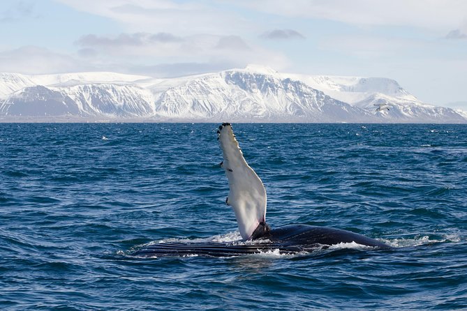 The Original Classic Whale Watching from Reykjavik - Wildlife Exhibition plus free WiFi: small extras that add up