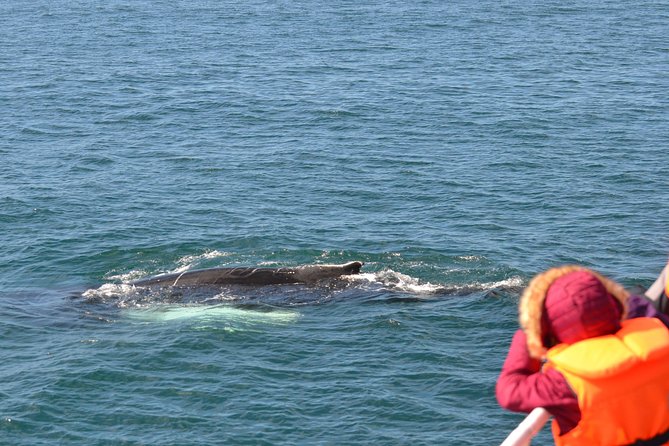 The Original Classic Whale Watching from Reykjavik - Wildlife viewing style: respectful, not chaotic