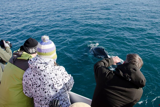The Original Classic Whale Watching from Reykjavik - Meeting at Elding Whale Watching in Reykjavik: where to start smoothly