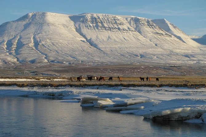 The Viking Horse Riding Experience in North Iceland - North Iceland horse riding, why the tölt is the real attraction