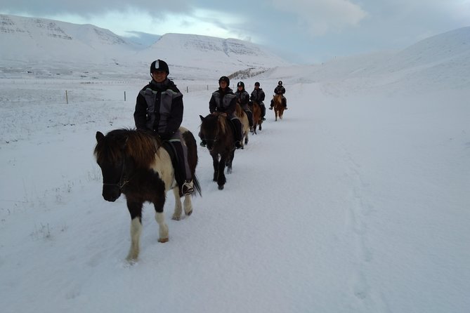 The Viking Horse Riding Experience in North Iceland - Small-group value near Akureyri, not a cattle-call ride
