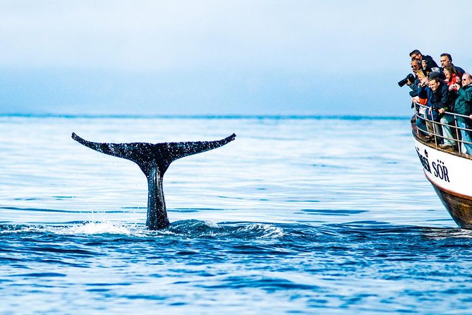 Traditional Oak Ship Whale Watching Tour From Husavik - Whale Spotting Reality Check: Species You Might See and How Far They Are