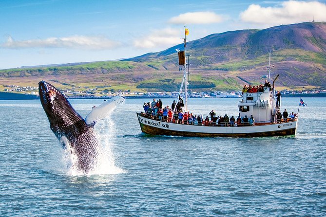 Traditional Oak Ship Whale Watching Tour From Husavik - Comfort Perks You Will Feel, Light Food That Keeps You Going