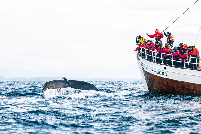 Traditional Oak Ship Whale Watching Tour From Husavik - Weather, Cancellations, and Your Best Strategy for Reliability