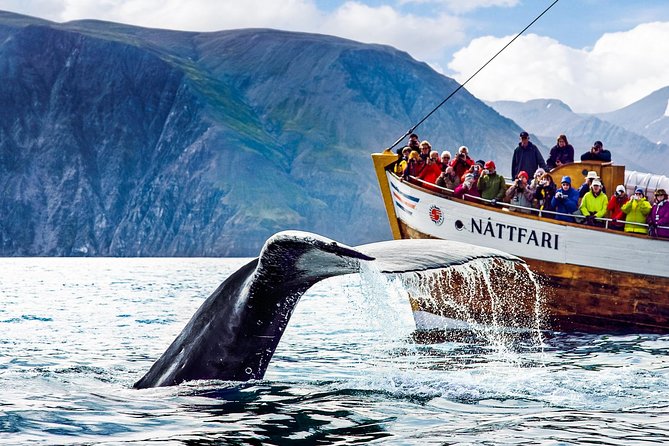 Traditional Oak Ship Whale Watching Tour From Husavik - The 3-Hour Flow: How the Sail and Whale Watching Usually Works