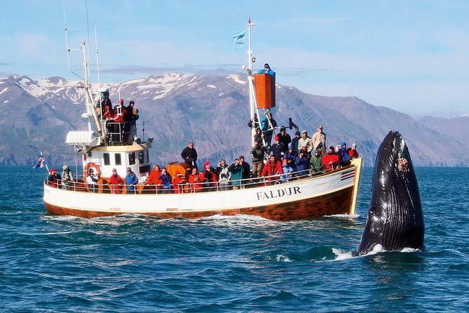 Traditional Whale Watching from Húsavík by Local Family Company - Skjálfandi Bay on a traditional oak boat
