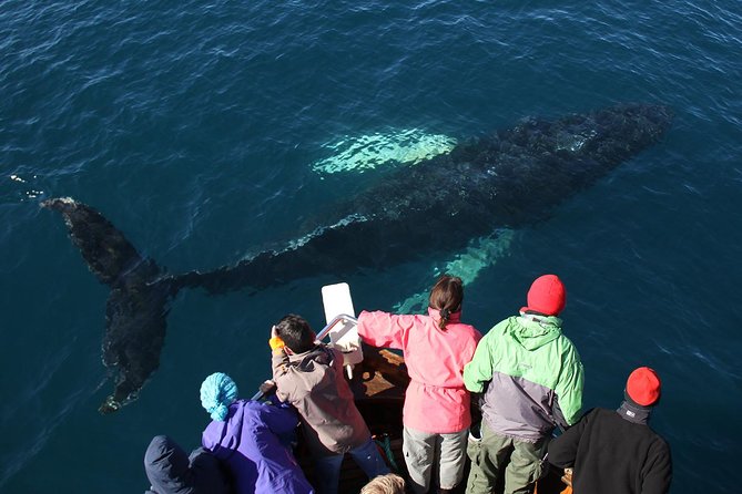 Traditional Whale Watching from Húsavík by Local Family Company - Stop 1: Gentle Giants whale watching in Skjálfandi Bay