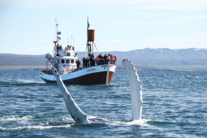 Traditional Whale Watching from Húsavík by Local Family Company - Guides at work: fast spotting and human-scale knowledge