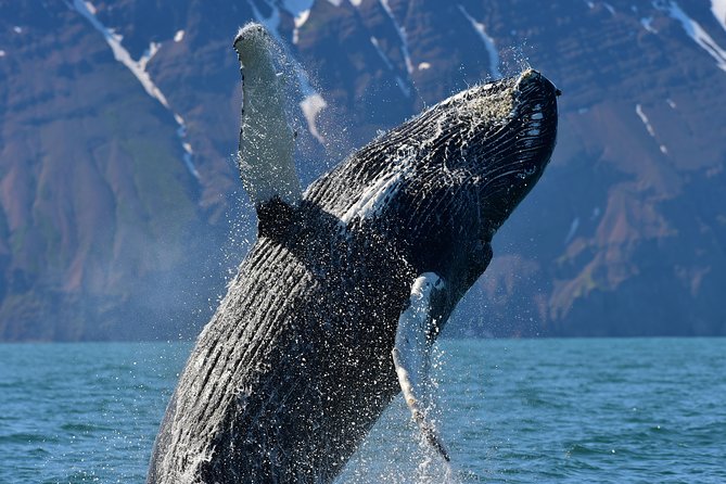 Traditional Whale Watching from Húsavík by Local Family Company - What to wear for cold spray, wind, and rough water