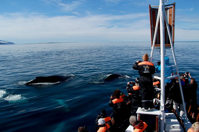 Traditional Whale Watching from Húsavík by Local Family Company - Wildlife odds and what to expect besides whales