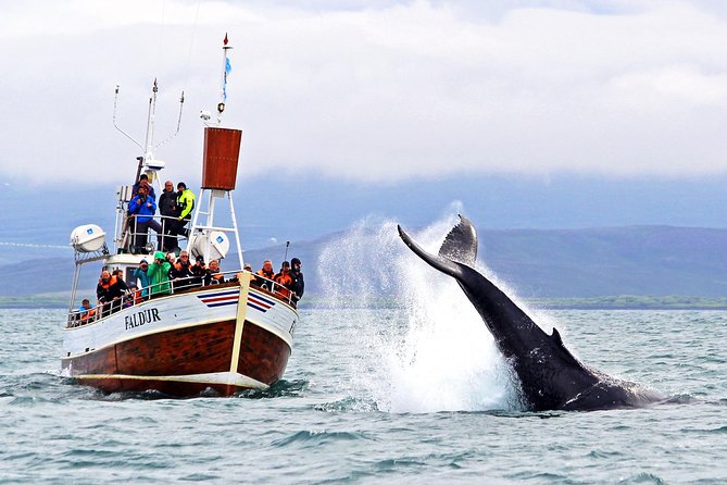 Traditional Whale Watching from Húsavík by Local Family Company - The 3-hour flow: from ticket center to time on the water