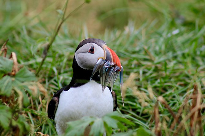 Two-In-One: Whale & Puffin Watching Tours from Reykjavik - Old Harbour Break: How to Use Your Time Between Boats