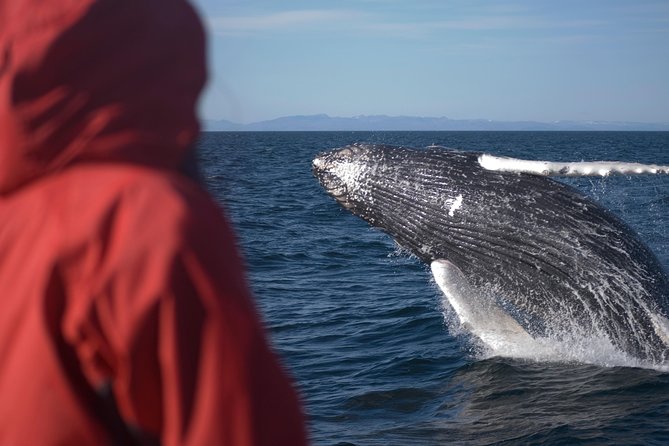 Two-In-One: Whale & Puffin Watching Tours from Reykjavik - Faxafloi Bay Whale Watching: What a 3-Hour Hunt Feels Like