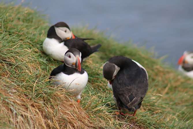 Two-In-One: Whale & Puffin Watching Tours from Reykjavik - Who This Tour Fits Best (and Who Should Think Twice)