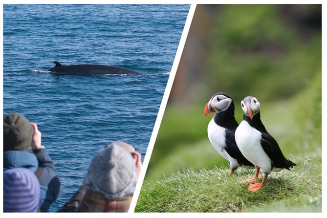 Two-In-One: Whale & Puffin Watching Tours from Reykjavik - Lundey Puffin Boat: 1 Hour of Island-Adjacent Bird Watching