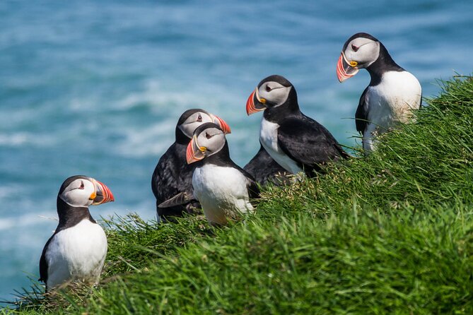Ultimate Iceland Road Trip - 10-Day Self-Drive - Day 4 East Fjords: fewer crowds, more character