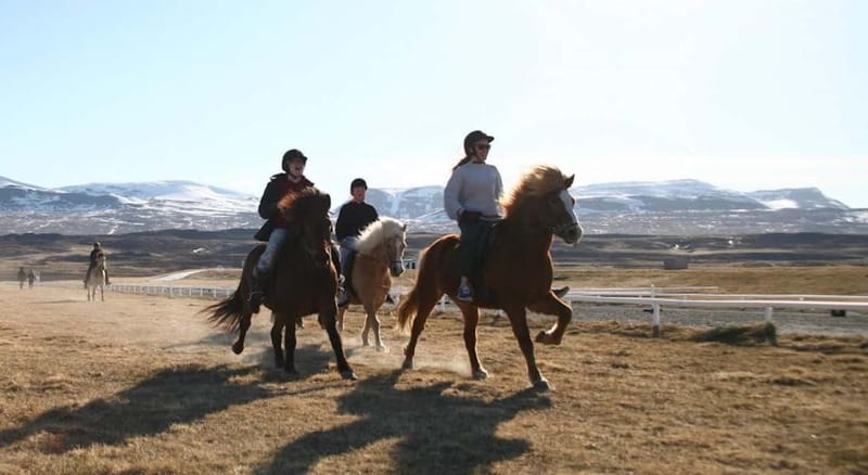 Varmahlid: Viking Horse Riding Tour - Quick practical notes before you go