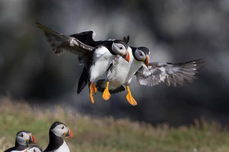 Vestmannaeyjar: Puffin, Island, and Volcano Boat Tour - Elliðaey’s Famous Loneliest House, and Why It Works as a Photo Moment