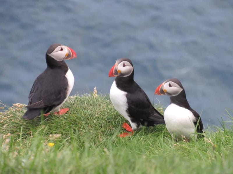 Vestmannaeyjar: Puffin, Island, and Volcano Boat Tour - Sea Cave Stop: Acoustics, Music, and a Different Kind of Iceland View