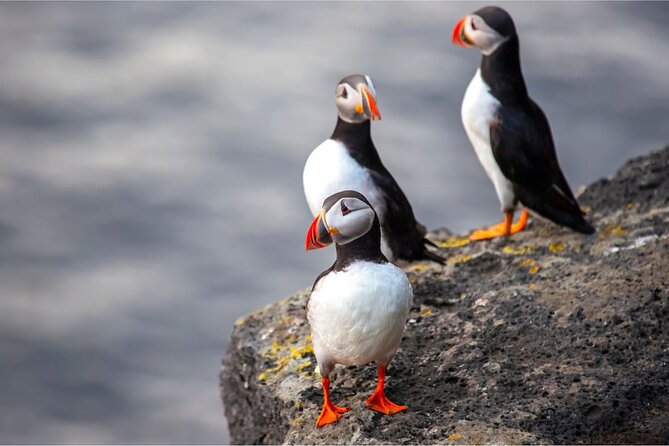 Vestmannaeyjar, Puffins & Volcanoes Small Group Day Tour - Price and what you are really paying for