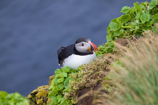Volcanic Vistas & Puffin Paradise ATV Tour - Key things I’d bet you’ll care about