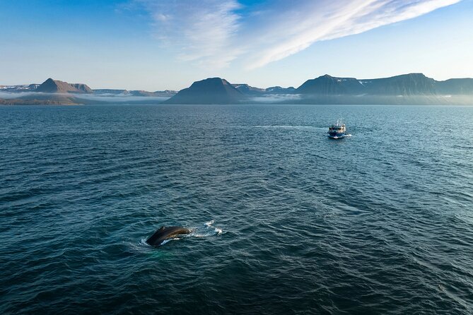 Westfjords Whale Watching - Ísafjörður is the launch point for the Westfjords
