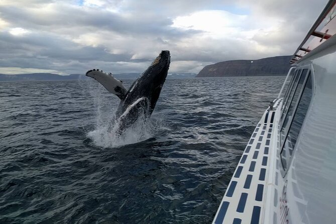Westfjords Whale Watching - Ísafjarðardjúp: where humpbacks turn a boat into a front-row seat