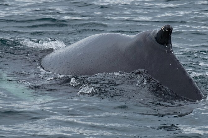 Westfjords Whale Watching - Dress for the Westfjords, not for a postcard