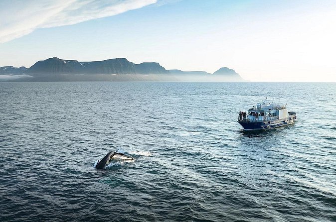 Westfjords Whale Watching - Price and value of $113.68 for 3 hours