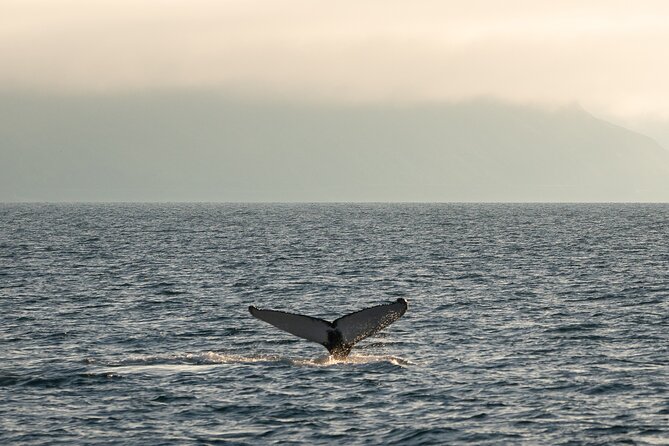 Westfjords Whale Watching - Should you book Westfjords Whale Watching with Sjóferðir?