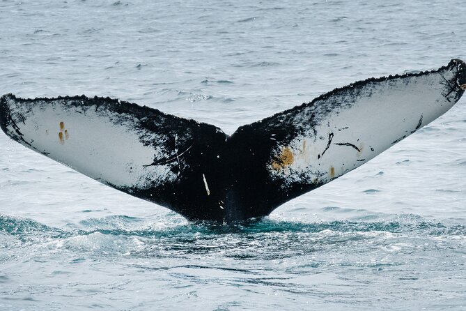 Westfjords Whale Watching - The 3-hour rhythm, from check-in to top deck