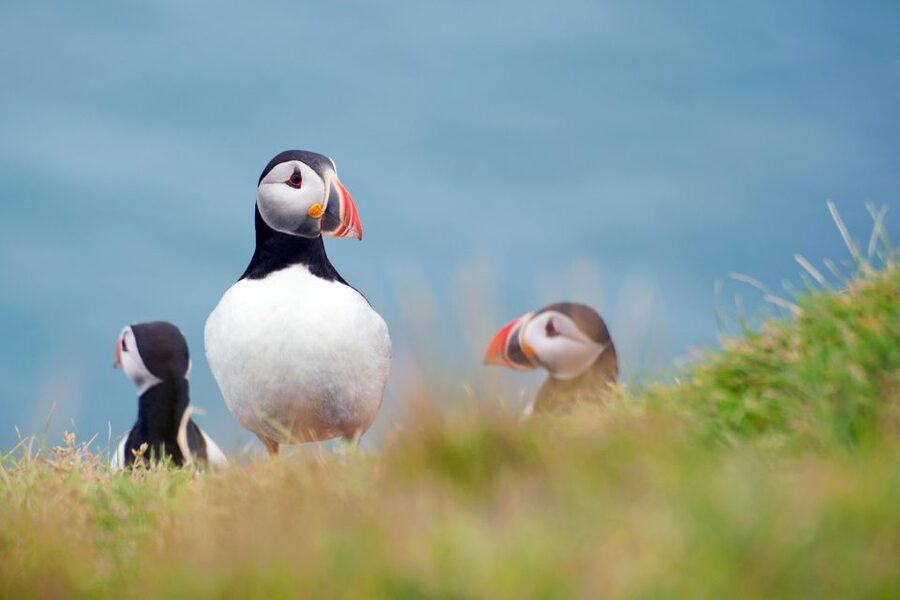 Westman Islands Day Tour from Reykjavik - Key things that make this tour work